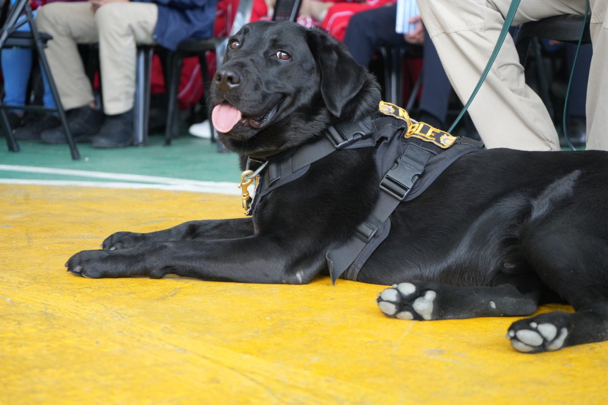 ¡Conoce a Noble, nuestro ciberguardián de cuatro patas! 🐾📱

Durante la Convención Juvenil #ModoDigital, el binomio K9 sorprendió a todos con una demostración de rastreo de dispositivos electrónicos. La innovación y la seguridad se unen para proteger a nuestros jóvenes de los