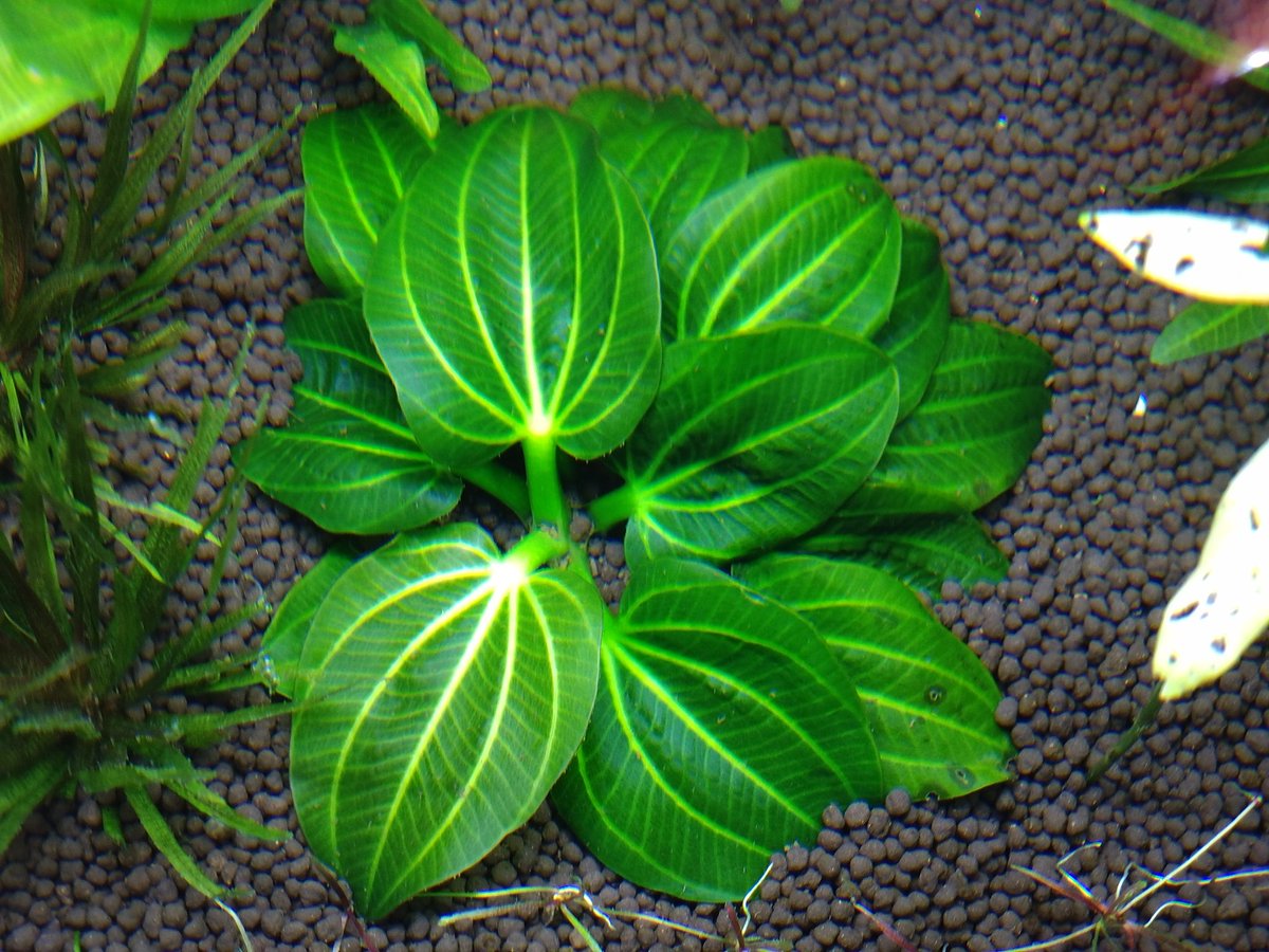 エキノドルス イグアス2009 ここからしばらくはこのサイズの葉を安定し