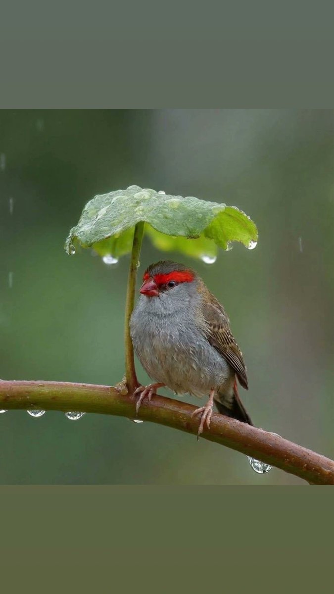 Cristina Lloret tweet media