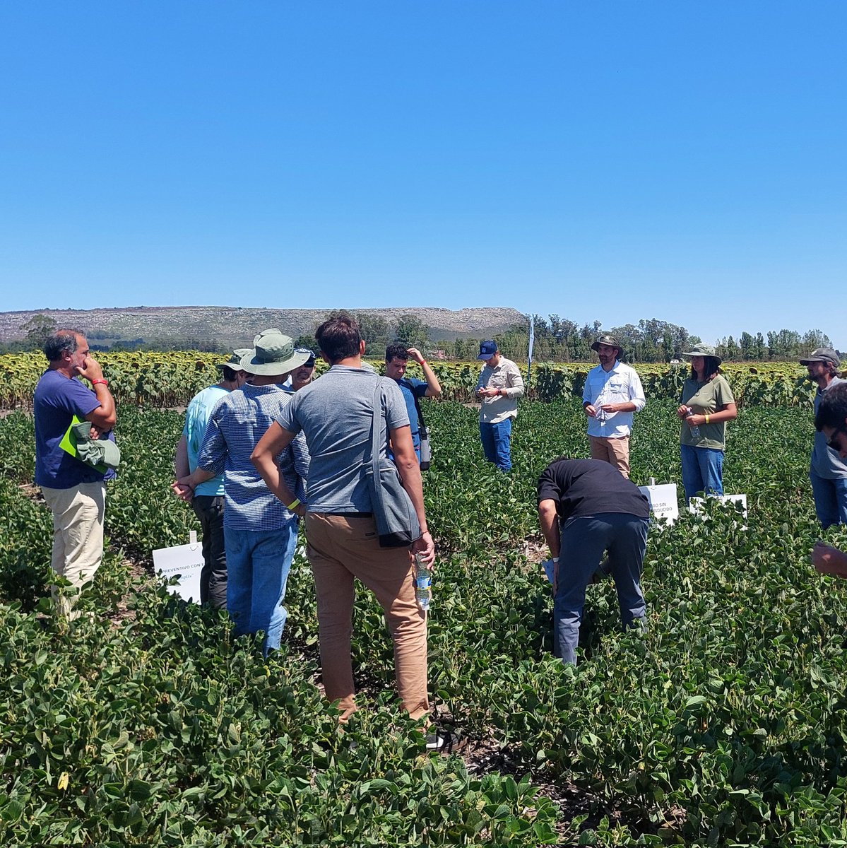 EDM - Estudio Agronómico tweet media