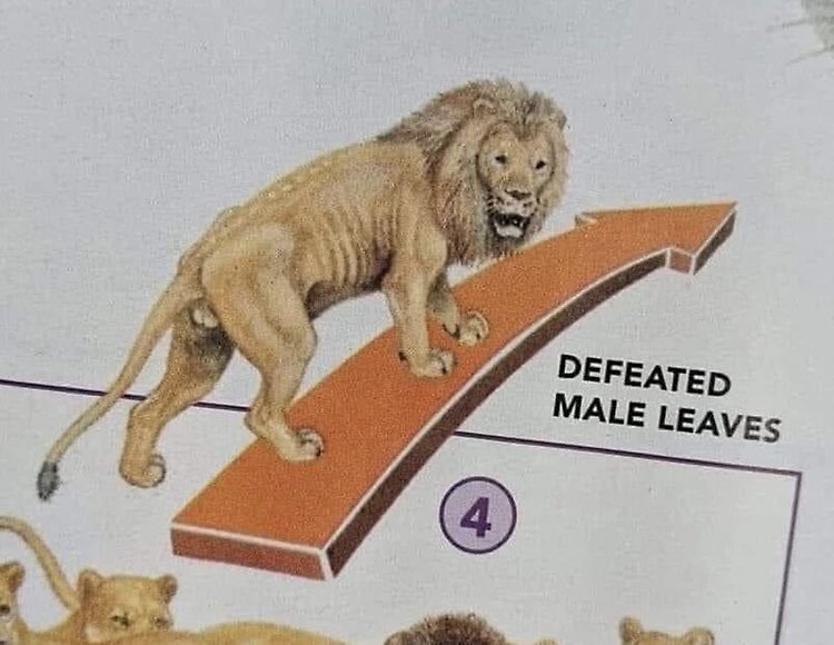 the transgressor tweet media