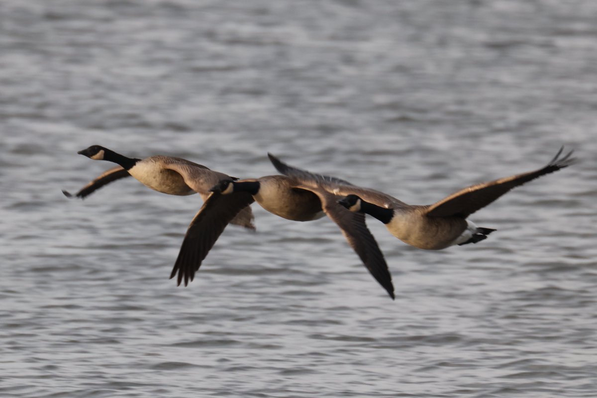 cranky1456's tweet photo. Thursday's are for #3sDay which is when the #Trios, #Trebles &amp; #Triplets come out to play.
So from a visit to Pennington Flash Nature Reserve in January, here's a trio of Cormorants, Northern Shovelers, Gadwalls &amp; Canada Geese.

#birds #EastCoastKin @CanonUKandIE #CanonR5mkii https://t.co/1R27pUYRd1