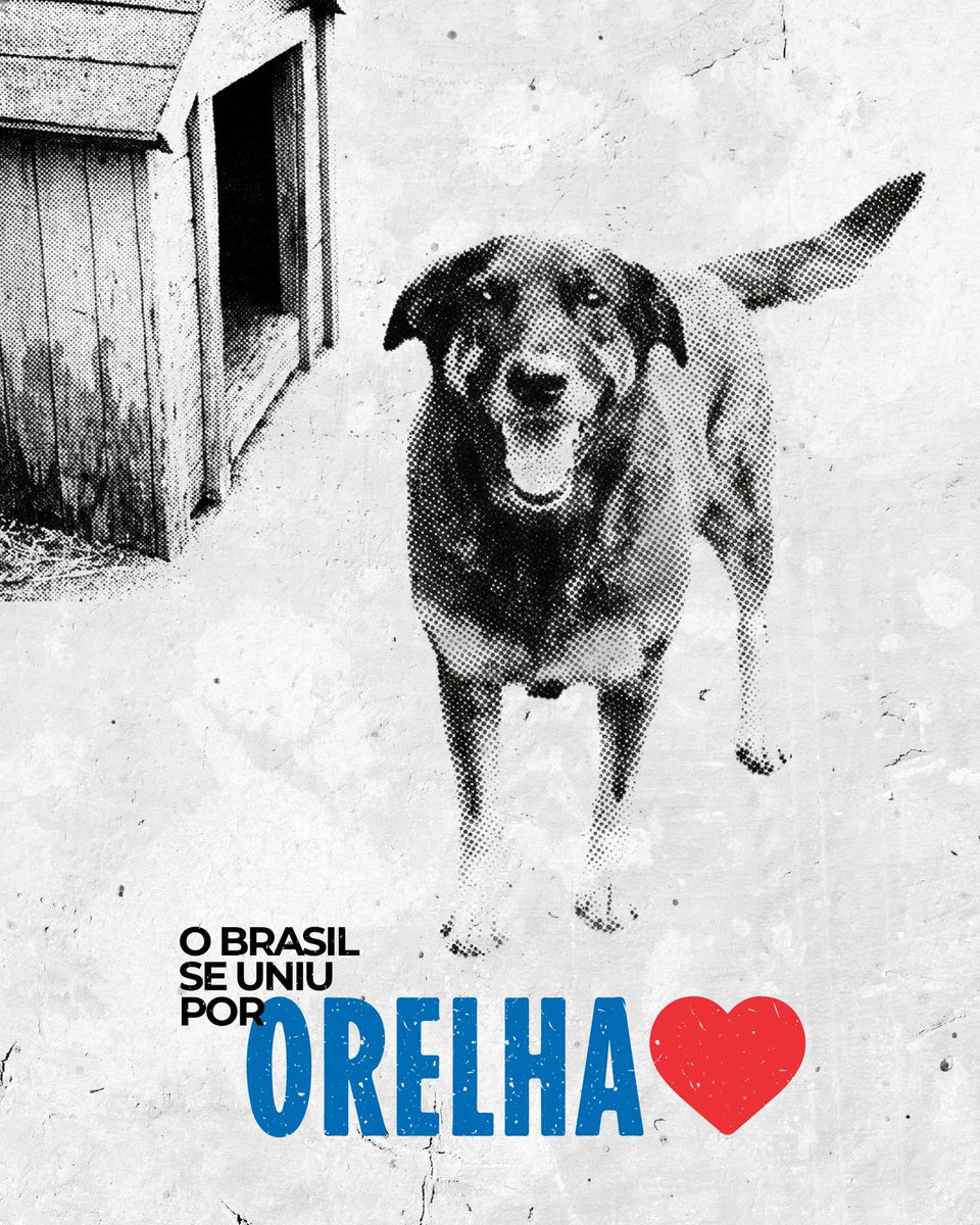 ecbahia's tweet image. O Brasil se comoveu com a violência sofrida pelo cãozinho Orelha. Mas a crueldade contra animais nem sempre ganha repercussão.

No Nordeste, os jumentos estão sendo abatidos para exportação das suas peles e correm o risco de extinção.

Em parceria com o Fórum Nacional de Proteção…