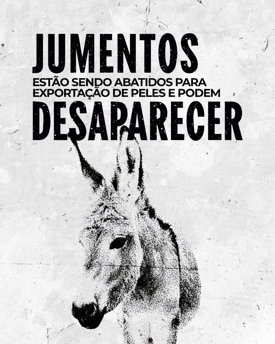ecbahia's tweet image. O Brasil se comoveu com a violência sofrida pelo cãozinho Orelha. Mas a crueldade contra animais nem sempre ganha repercussão.

No Nordeste, os jumentos estão sendo abatidos para exportação das suas peles e correm o risco de extinção.

Em parceria com o Fórum Nacional de Proteção…