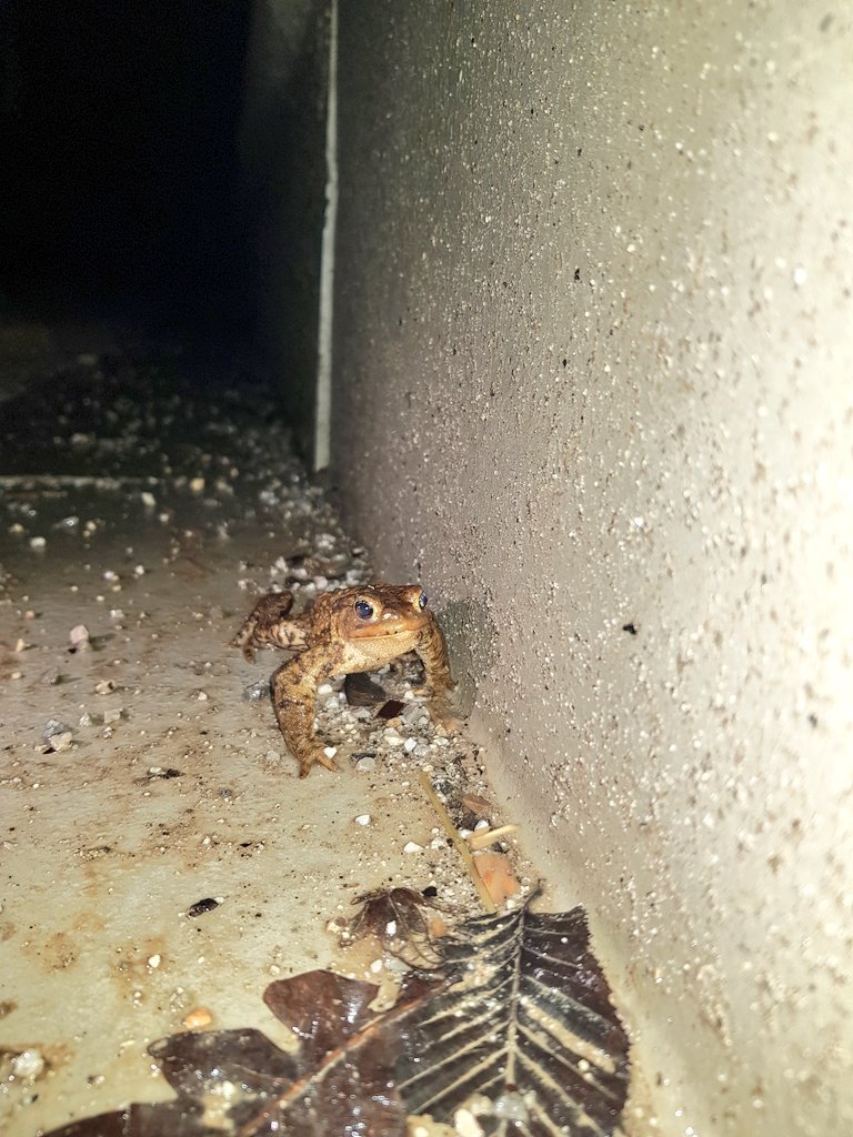 Nicola_Bressi's tweet image. Stanotte si onora il #DarwinDay monitorando, con colleghi di tutta Europa, il funzionamento delle barriere stradali fisse e dei sottopassi per la fauna selvatica, da poco posizionati in Slovenia.