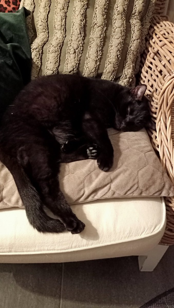 sinds1966's tweet photo. #catisfactions 💫😍 https://t.co/8FgwUM1Cxi