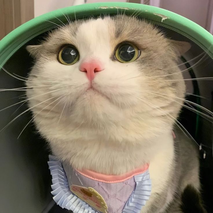 nekocatts's tweet image. 