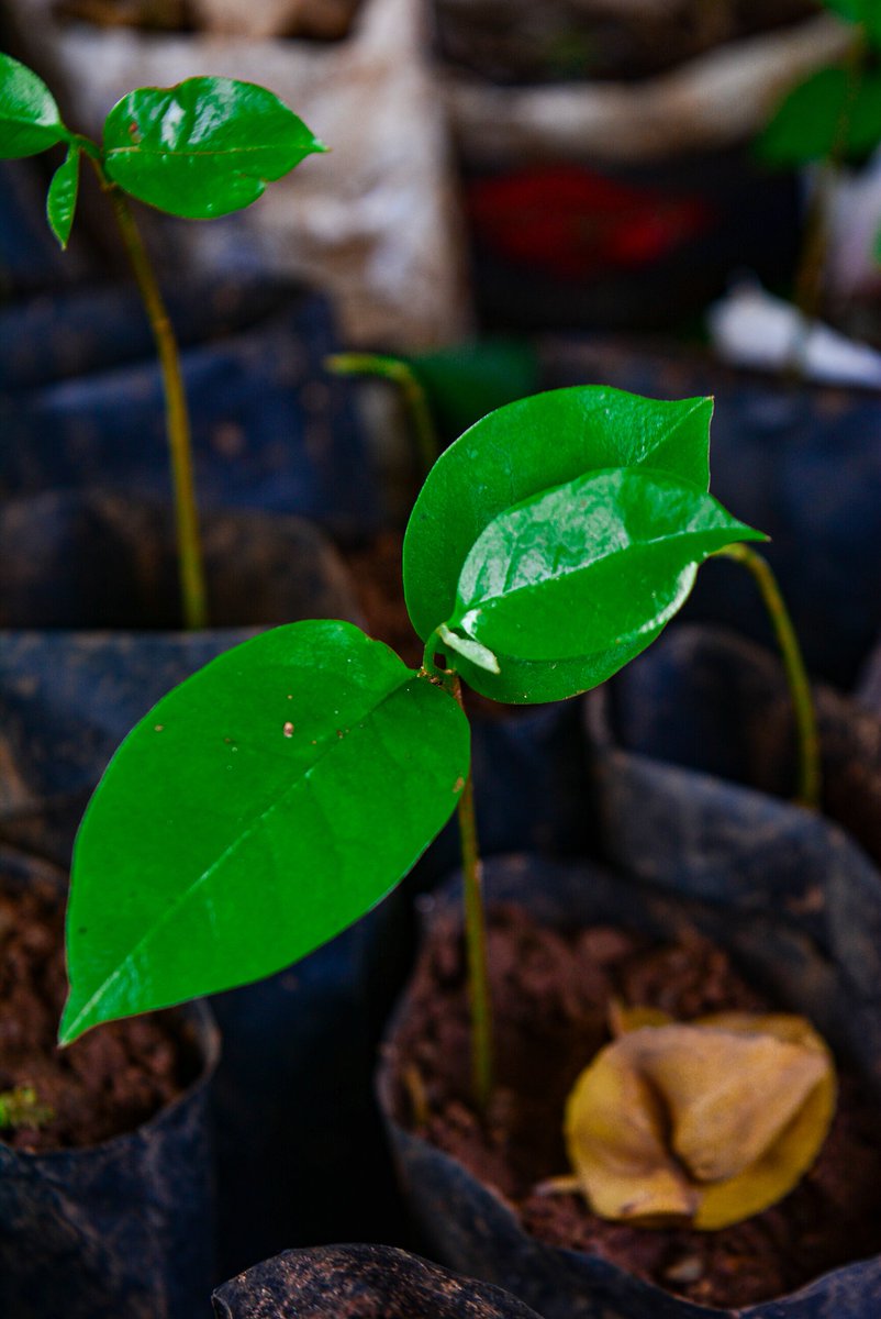 256Solomon's tweet photo. Among the species of trees I chose to plant &amp; grow as per the endeavors to regreen my home area, fruit trees have become something important to me so they are included.

 Here's a Soursop tree seedling. 
Preparations are underway. 

#onetreeatatime #trees #ClimateAction https://t.co/2ixxnZklD8