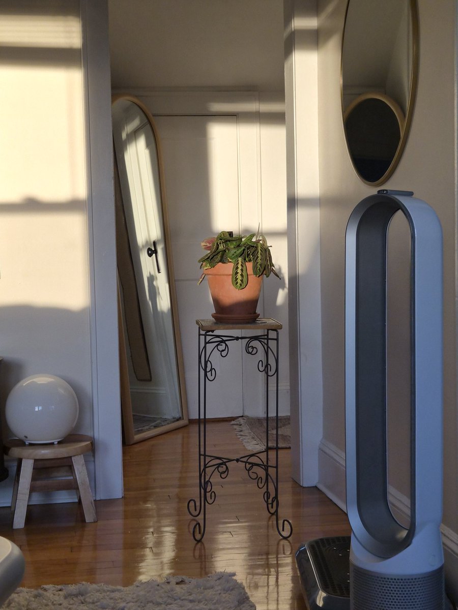 AyooNata's tweet photo. One of my favorite hobbies is finding my plants a nice sunny spot ☀️ https://t.co/g6VN3LkfC9
