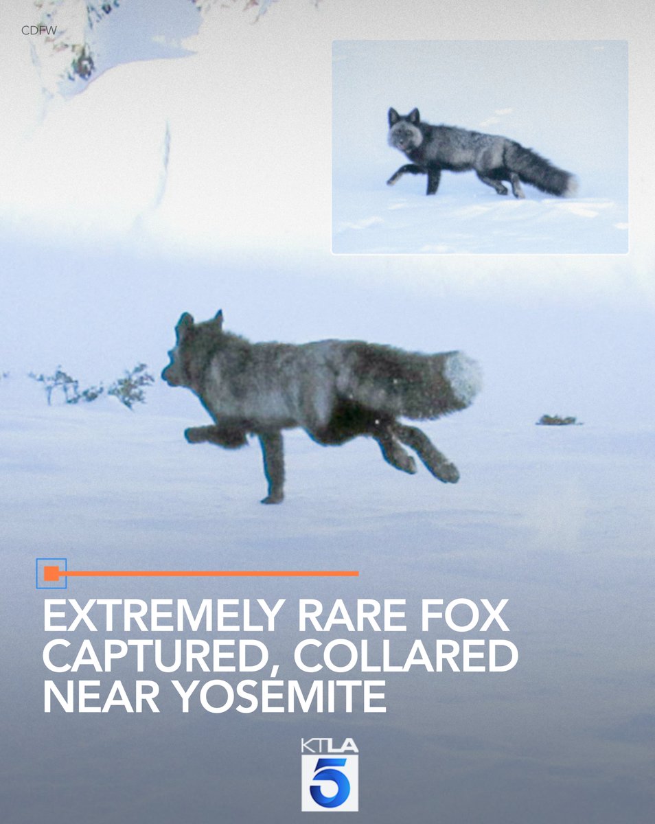 For the first time in years, researchers have captured and collared one of California’s most endangered and elusive mammals: the Sierra Nevada red fox. Full Story: ktla.com/news/californi…