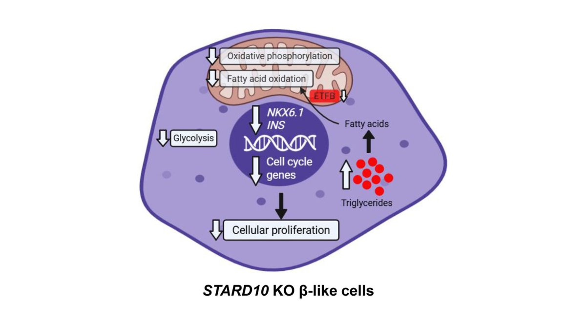 StemCellReports tweet media