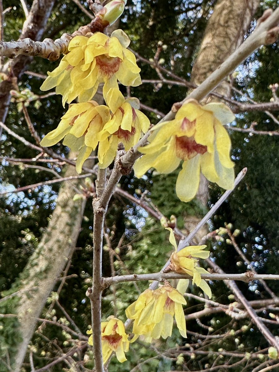 Cloudsailor / 星羅の一日一花 (@sjyszm) / Posts / X