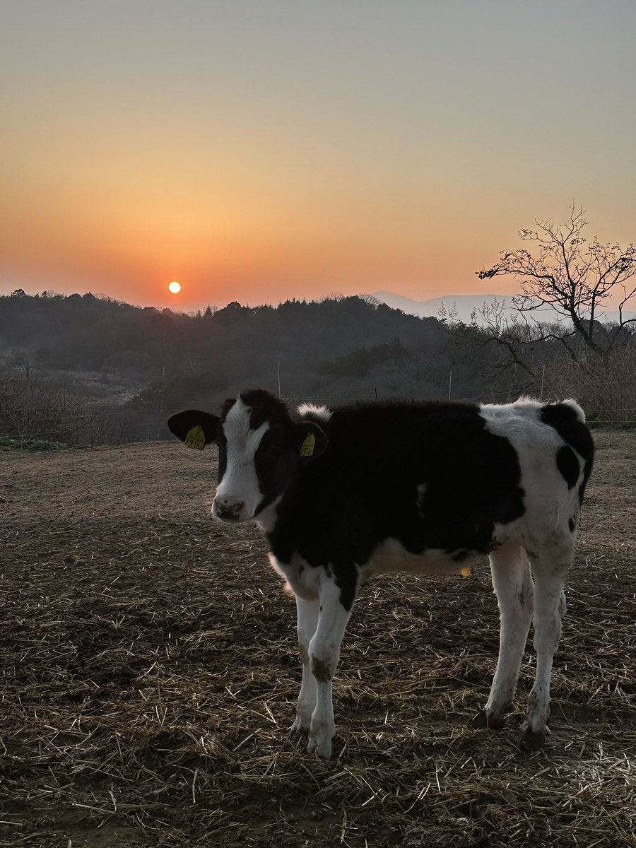 おはヨーグルト🐮☀️

#牛乳でスマイルプロジェクト