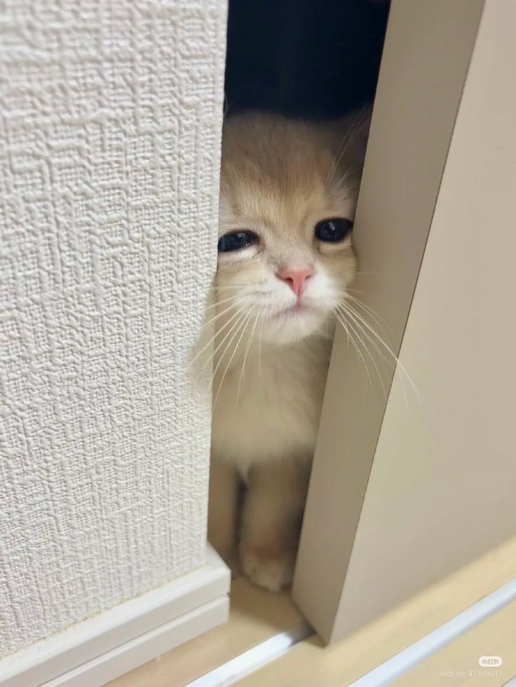 nekocatts's tweet image. Awn 😅