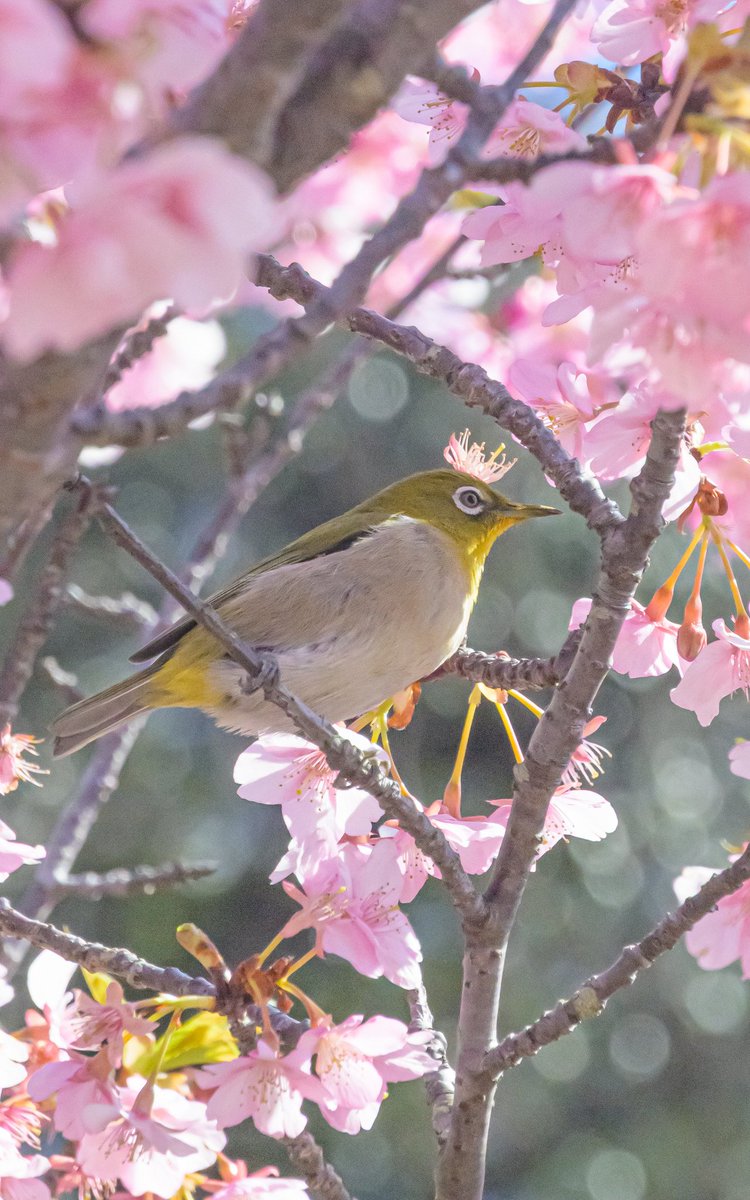 shimikkyu's tweet image. 輝く河津桜の王冠を頭に乗せた、メジロの王様に出会いました