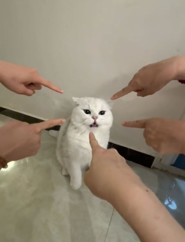 nekocatts's tweet image. 