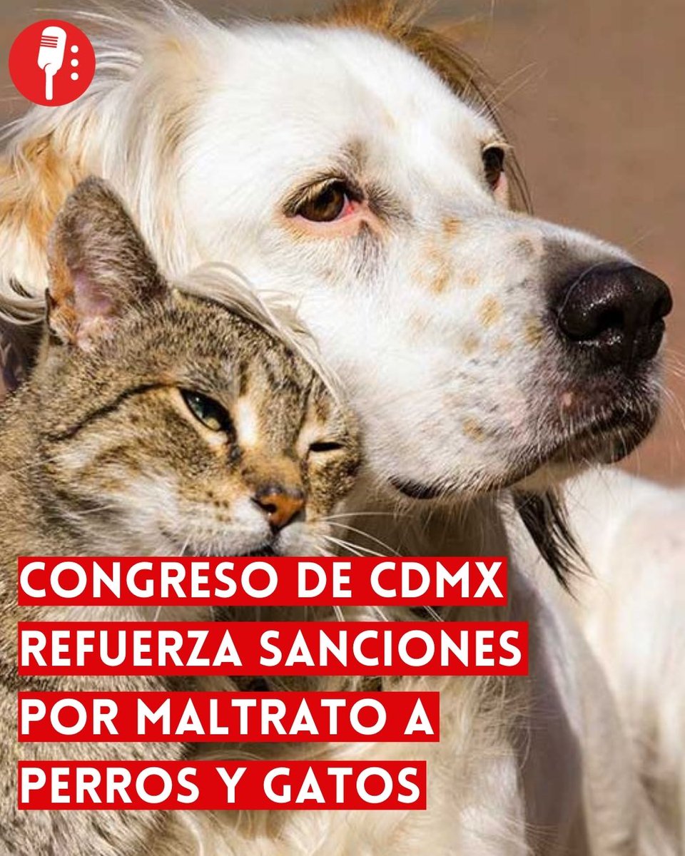 ⭕ OJO | CONGRESO DE CDMX REFUERZA SANCIONES POR MALTRATO A PERROS Y GATOS

El Congreso capitalino evalúa imponer multas de 281 mil pesos y hasta 12 años de prisión a quienes acaben con la vida de perros o gatos, además de penas más severas por violencia contra animales.