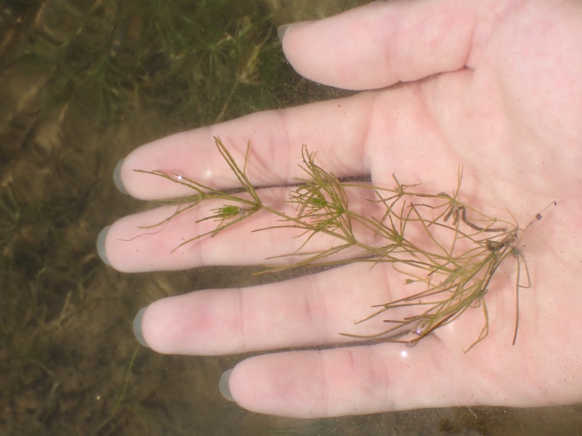 カワハヤ (@uu_nousonseitai) on Twitter photo 