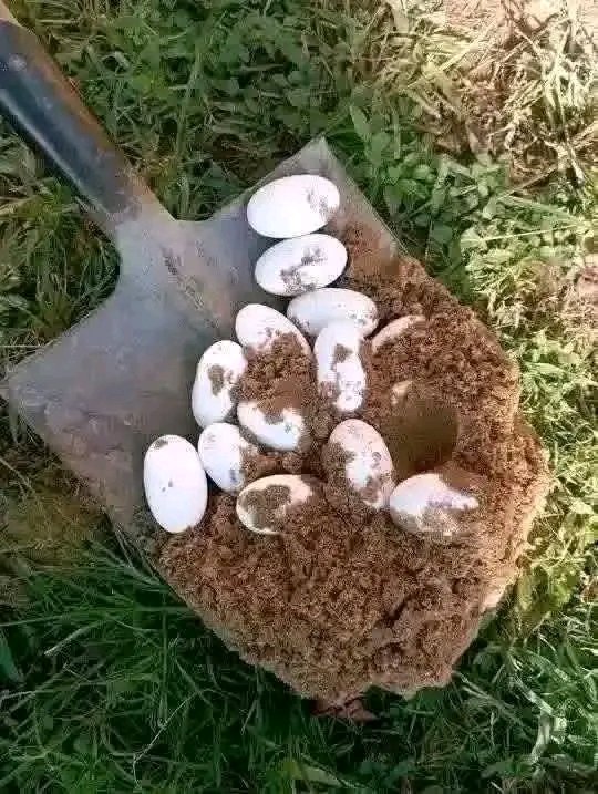 I met these eggs in the bush close to my residence.
Initially, I attempted carrying them home to go fry but later became scared and took pictures of it.

What type of egg is this?
Which animal lays these eggs?