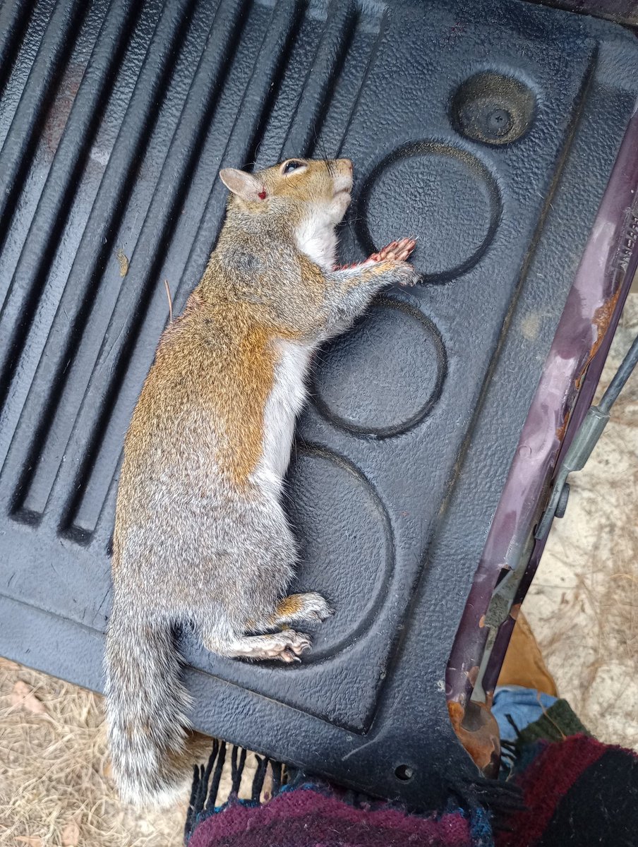 •Zed• tweet media