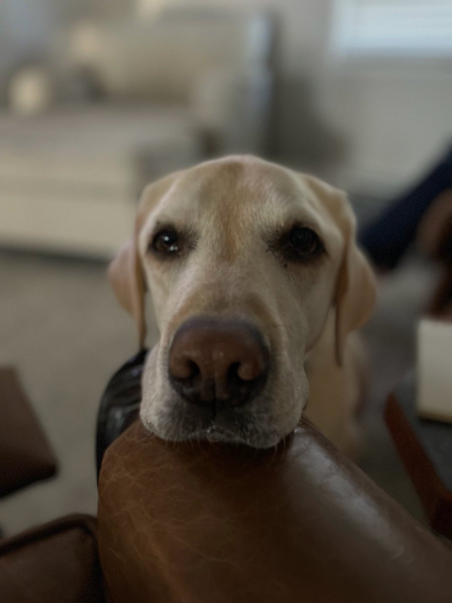 All dogs have to go to heaven right? Said an emotional goodbye to Leonard Dean on Wednesday. Thank you Lord for 7 amazing years with him and thanks for the original Leonard (his namesake) for the greatest gift he’s ever given me and T. I’ll see you again sweet boy! ❤️