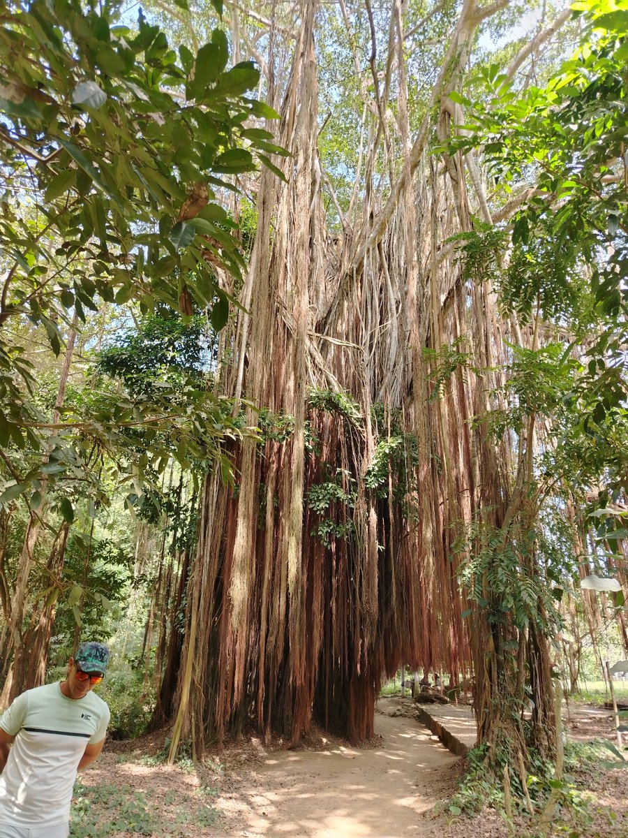 On l'appelle  'L' arbre qui marche'... Parce qu réellement, il se déplace.
Il est de très, très grande taille.
