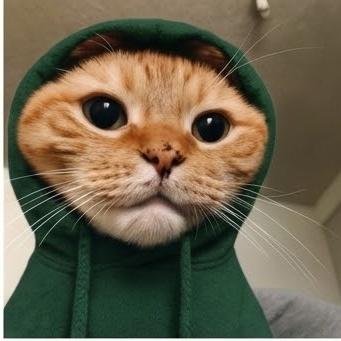InitiaPunks's tweet photo. But nevertheless I love me the green $HOOD IE https://t.co/jiQ2zS7gqk