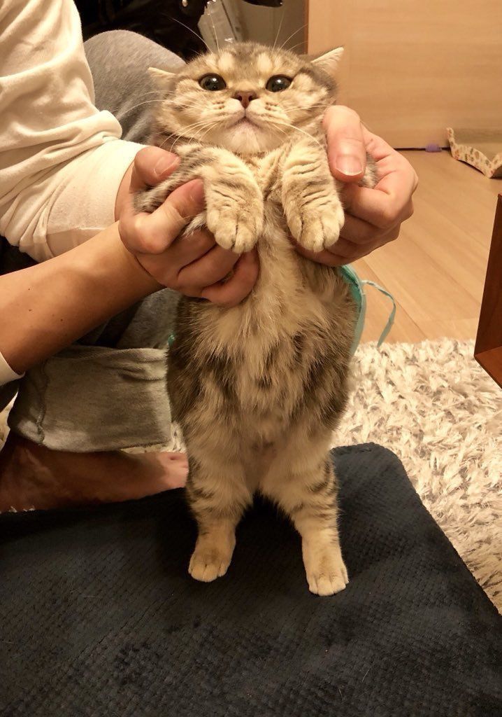 Cats all the way (@nekocatts) on Twitter photo 