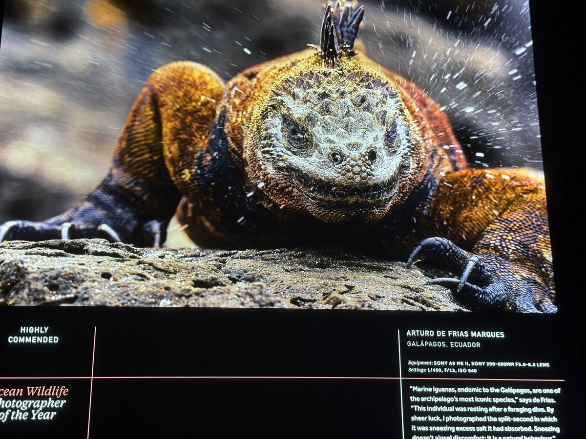 Molly Rhodes tweet media