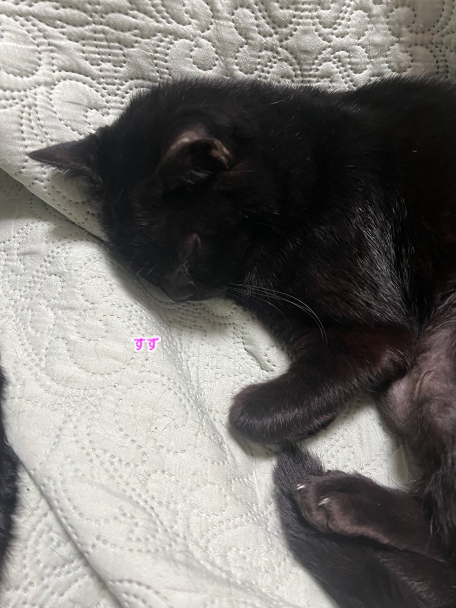 にゃん太郎 (@nyannyan__taro) / Posts / X