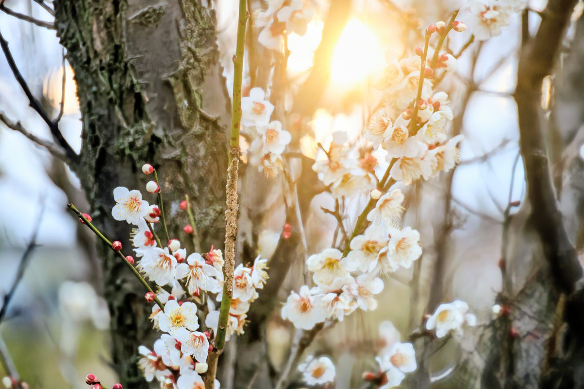 いいトコロ20260213
おはようございます。
曇りの朝になりました。
素敵な一日を。

#イマソラ #狭山湖
#朝陽 #梅 #朝焼け #取水塔
#あの日あの時所沢 #天晴れ
#来てくだ埼玉 #朝活 #散歩
#写真好きな人と繋がりたい
#トコろんと繋がる今日の空
#むなぞーと繋がる今日の空
#世莉奈さんと繋がる今日の空