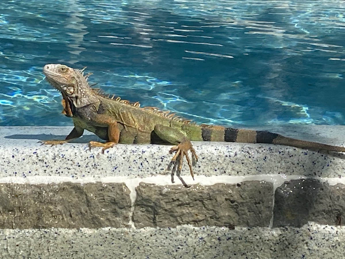 RacingToDisney's tweet image. Today’s client on Stirrup Key was very demanding. He watched my every move. 🦎 #KeysLife