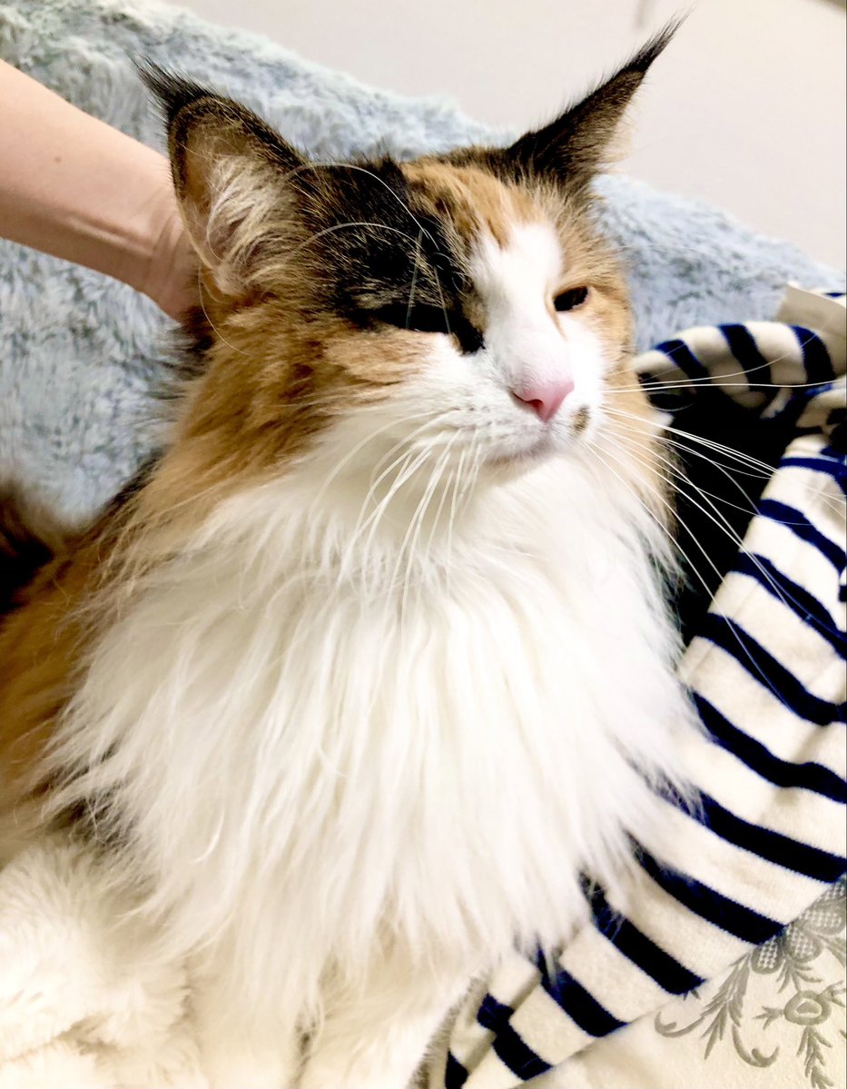 ヨッシー (@AOGSDkw5Qmr1X51) / Posts / X