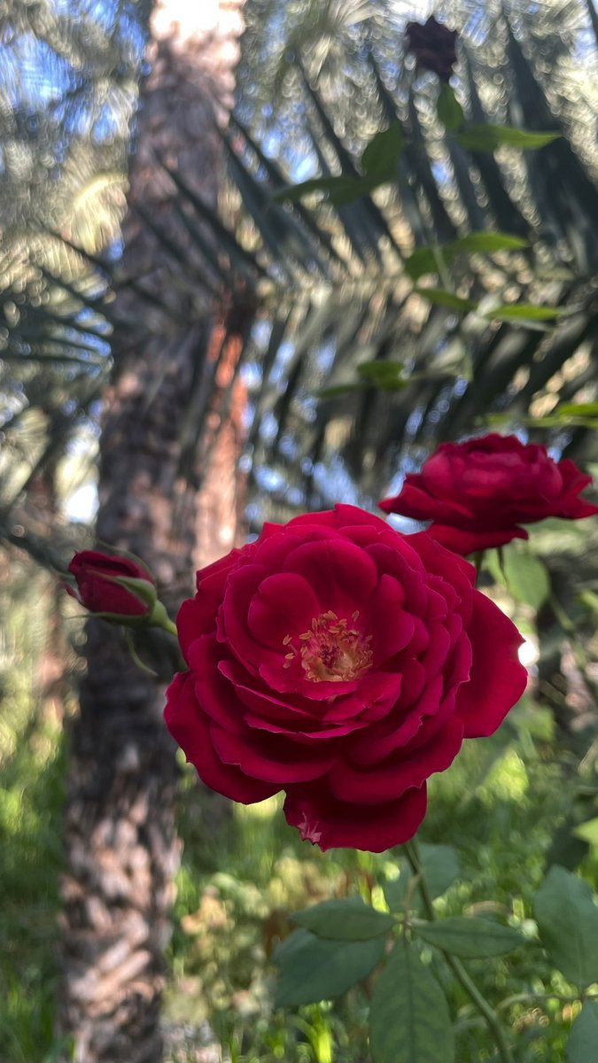 A person tweet media