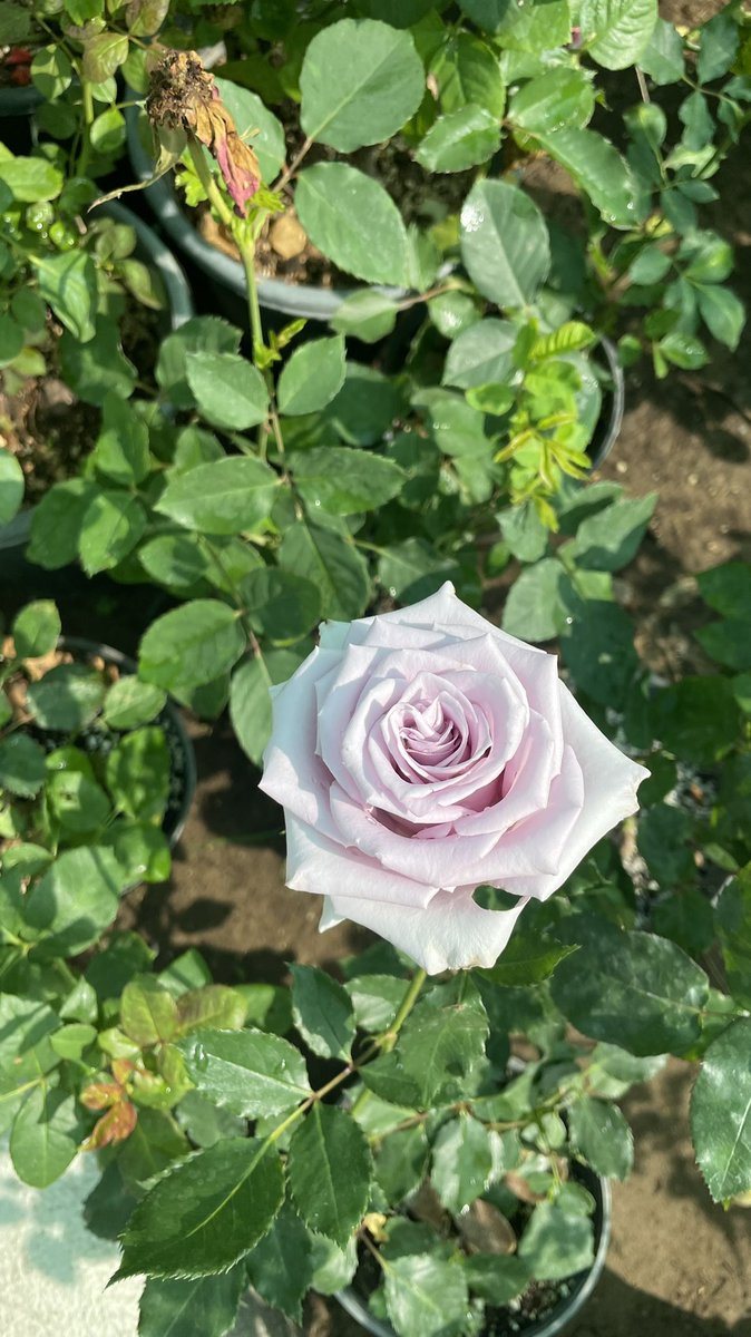 A person tweet media