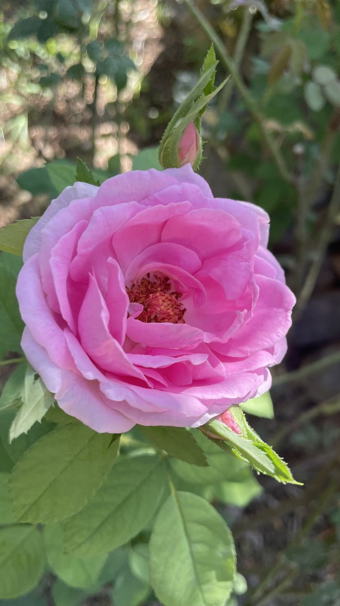 A person tweet media