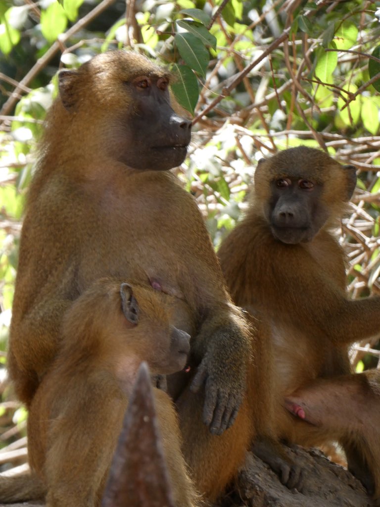 Stepney All Saints School tweet media