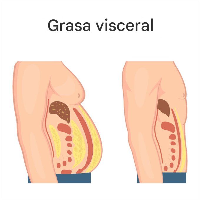 La grasa visceral es la más peligrosa del cuerpo.

Se acumula alrededor de los órganos, ralentiza el metabolismo y, silenciosamente, fomenta enfermedades.

Aquí tienes 9 hábitos con respaldo científico para reducirla de forma natural: 🧵

1. Deja de comer tarde.