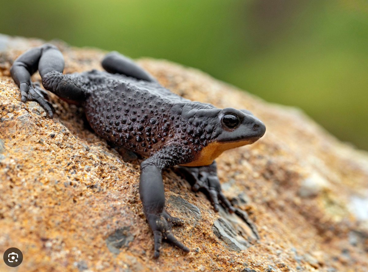Pame_warmi's tweet photo. El jambato negro “volvió de la extinción”. Seamos dignos de la presencia de esta especie respetando su hábitat. 🐸
#SalvemosAlJambato #CarreteraResponsable #DesarrolloSinExtincion 
@CorteChimborazo @EcuadorMAE @lourdestiban1 https://t.co/lp7EheMTbm
