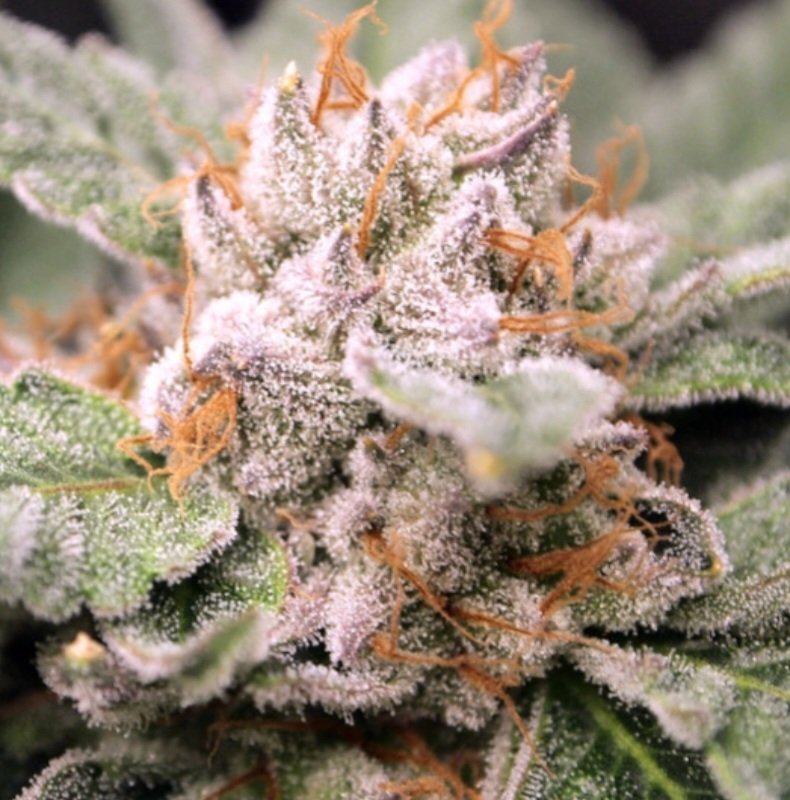 Jinxproof Genetics tweet media