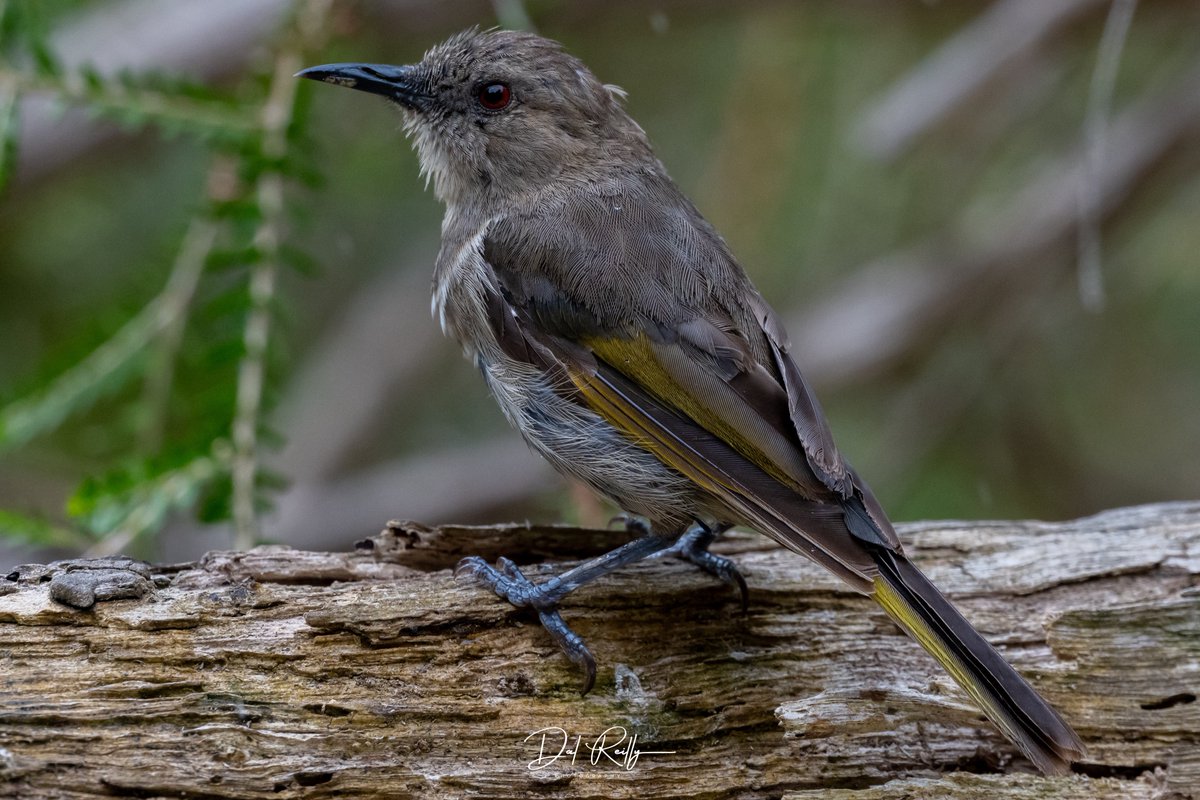 dallysbackyard's tweet photo. A female Crescent Honeyeater in the garden for a quick tub🙂 #aussiebirds #Gippsland #abcaustralia #abcmyphoto #abcinmelbourne #visitgippsland #latrobevalley #abcgippsland #getbacktogippsland #ausgeo #visitlatrobecity #exquisitepics20_australia #nikonz8 https://t.co/glkV6hPkXy