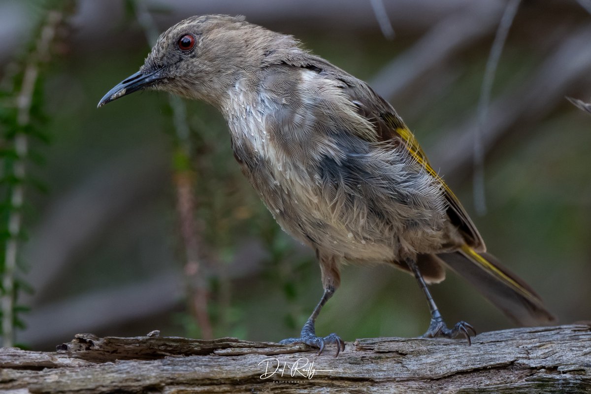 dallysbackyard's tweet photo. A female Crescent Honeyeater in the garden for a quick tub🙂 #aussiebirds #Gippsland #abcaustralia #abcmyphoto #abcinmelbourne #visitgippsland #latrobevalley #abcgippsland #getbacktogippsland #ausgeo #visitlatrobecity #exquisitepics20_australia #nikonz8 https://t.co/glkV6hPkXy