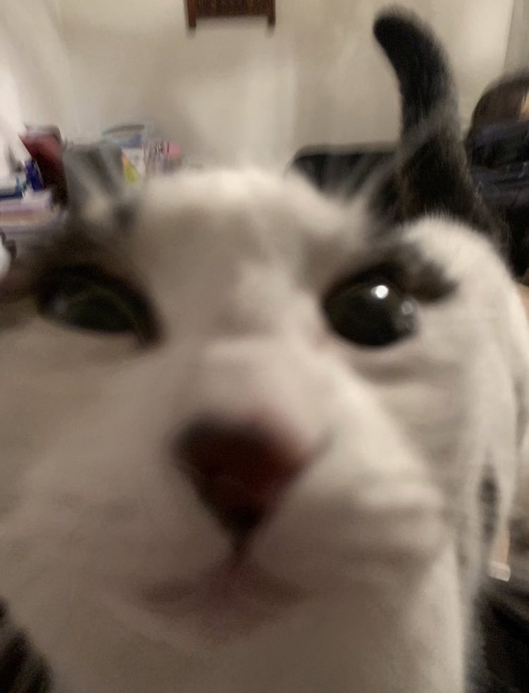 TheCatNamedMags tweet media