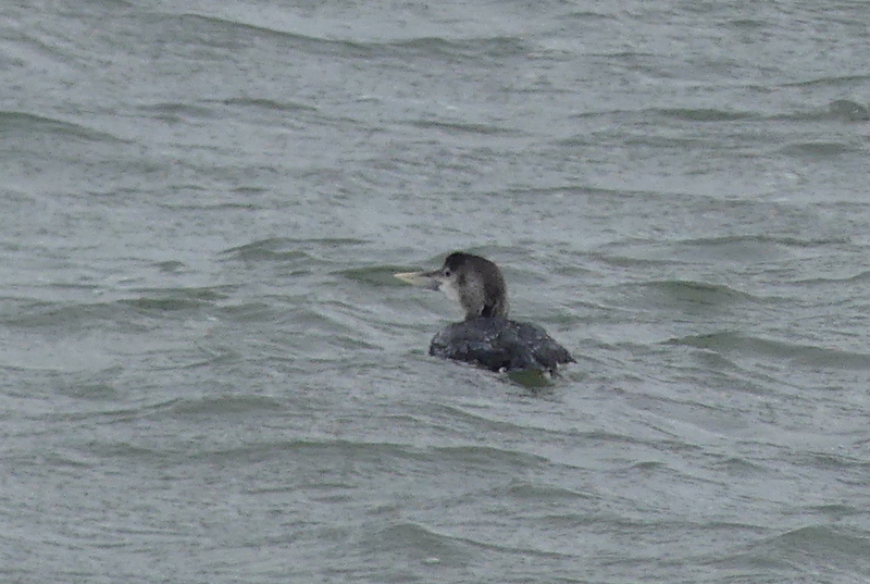 george hogg tweet media