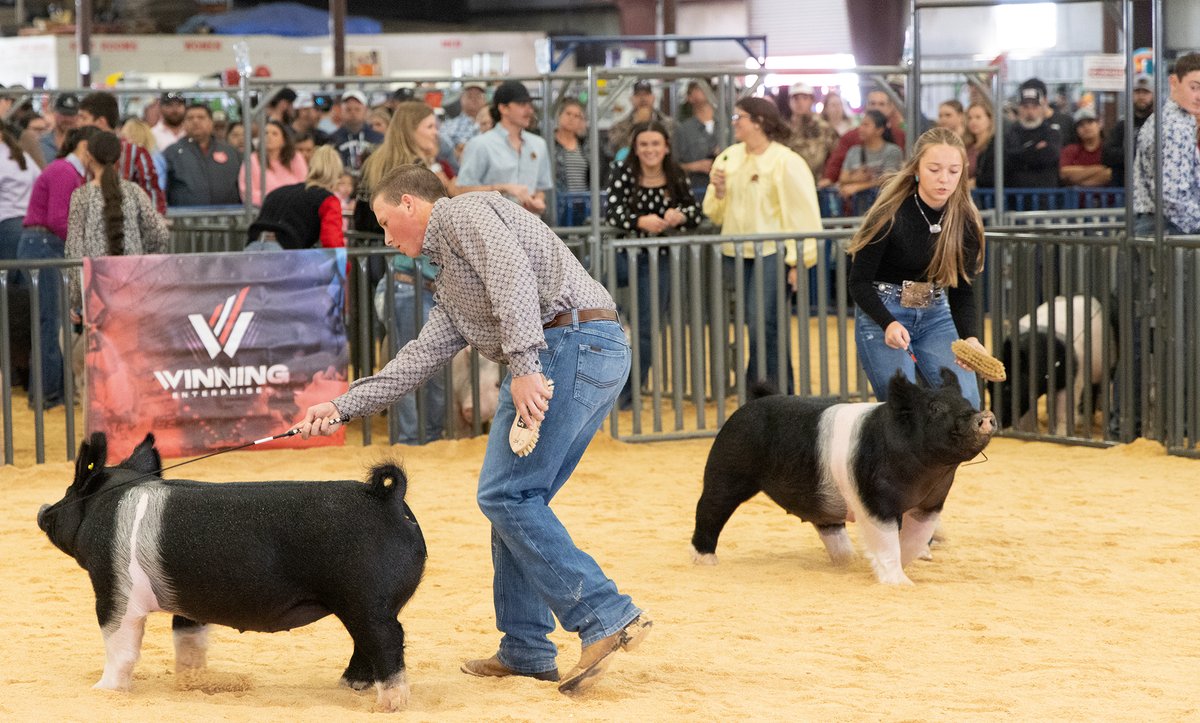 HighSchoolMV's tweet photo. Congratulations to Addison Echtle and Wyatt Ducos for their outstanding performance in the Middleweight Crossbred Gilt class at the San Antonio Stock Show &amp; Rodeo! Addison Echtle won 1st place and Wyatt Ducos won 2nd place! Congratulations to both students! https://t.co/FE9dvottjT