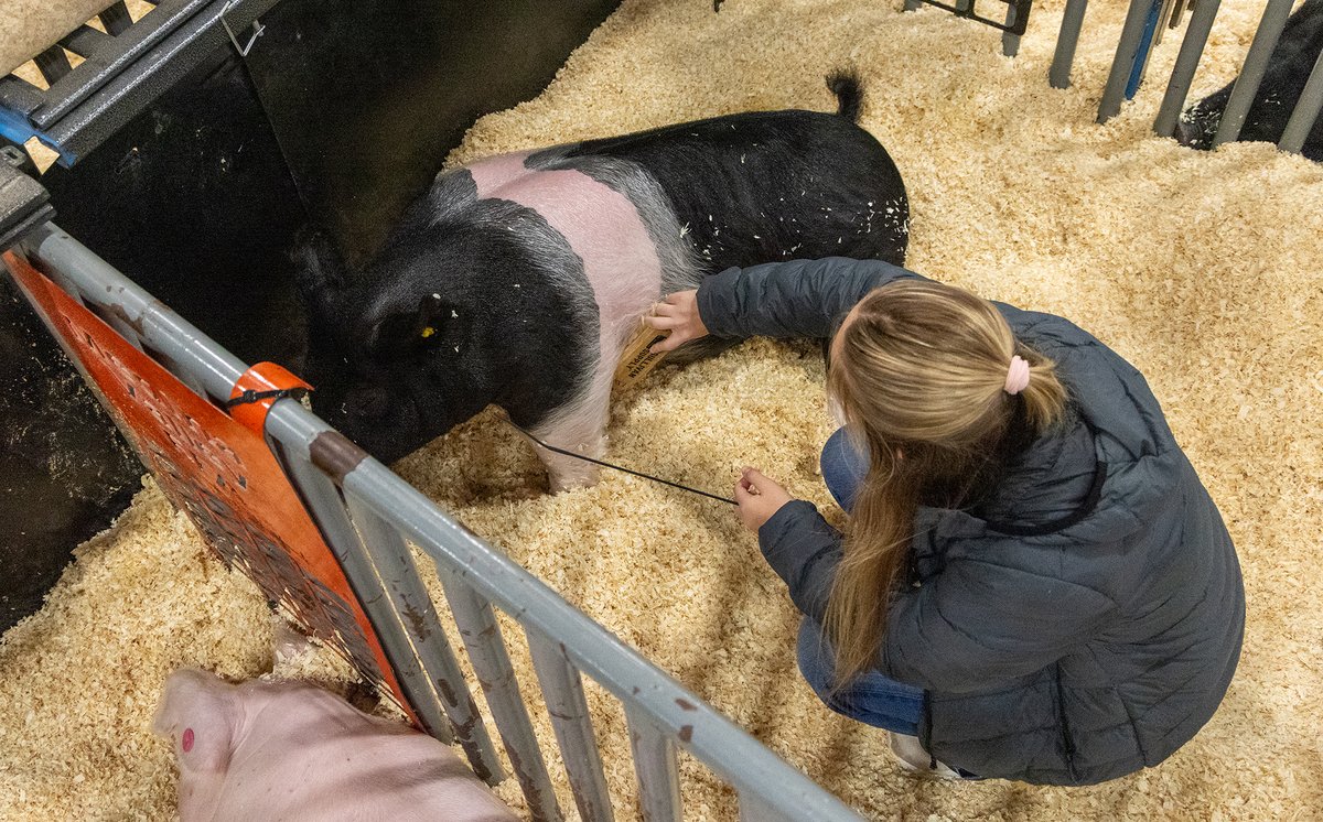 HighSchoolMV's tweet photo. Congratulations to Addison Echtle and Wyatt Ducos for their outstanding performance in the Middleweight Crossbred Gilt class at the San Antonio Stock Show &amp; Rodeo! Addison Echtle won 1st place and Wyatt Ducos won 2nd place! Congratulations to both students! https://t.co/FE9dvottjT