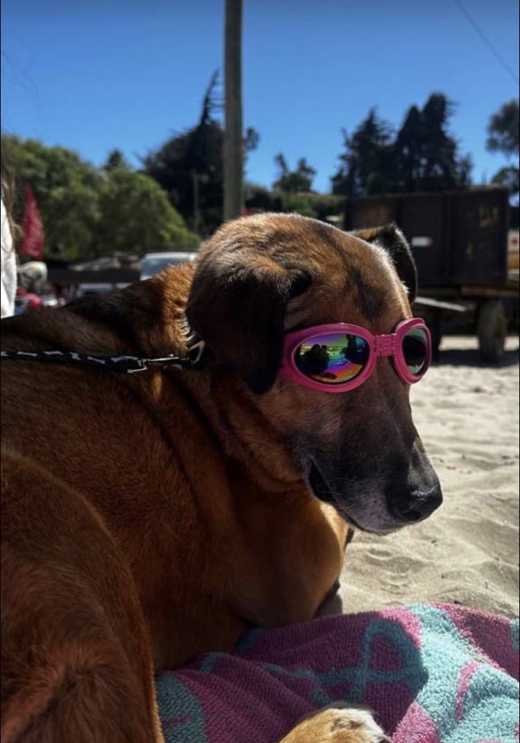 Holas , este perrito es el Bonito , el vivía en la calle , en Plaza El Llano , entre algunos vecinos buena onda le hicimos casa, luego , un  vecino lo invitaba a dormir finalmente un vecina lo adopto , el debe tener 9 años , el vive en dpto ,,hoy está de vacaciones en Los Molles