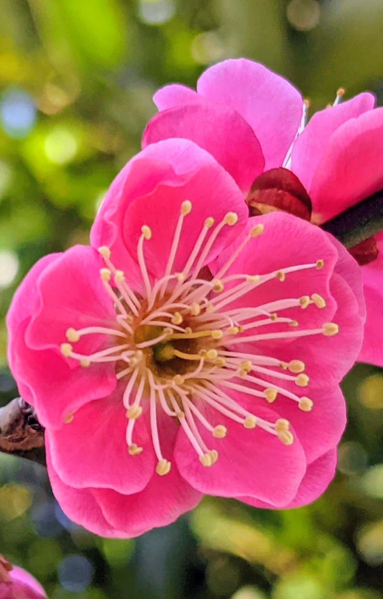 boyaboya7772's tweet image. #おはよう2026/02/13(金)

@kamiyu0710