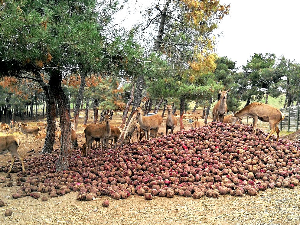 ECONOMÍA CIRCULAR
En <a href="/ElCampoContigo/">El Campo</a> : Restos de cosecha → Alimentación animal
✅ Aprovechamiento TOTAL 
✅ CERO #residuos 
Nuestra #remolacha roja alimenta #cervatillos en Marugán (Segovia) 🦌🌱

#EconomíaCircular #ElCampoContigo