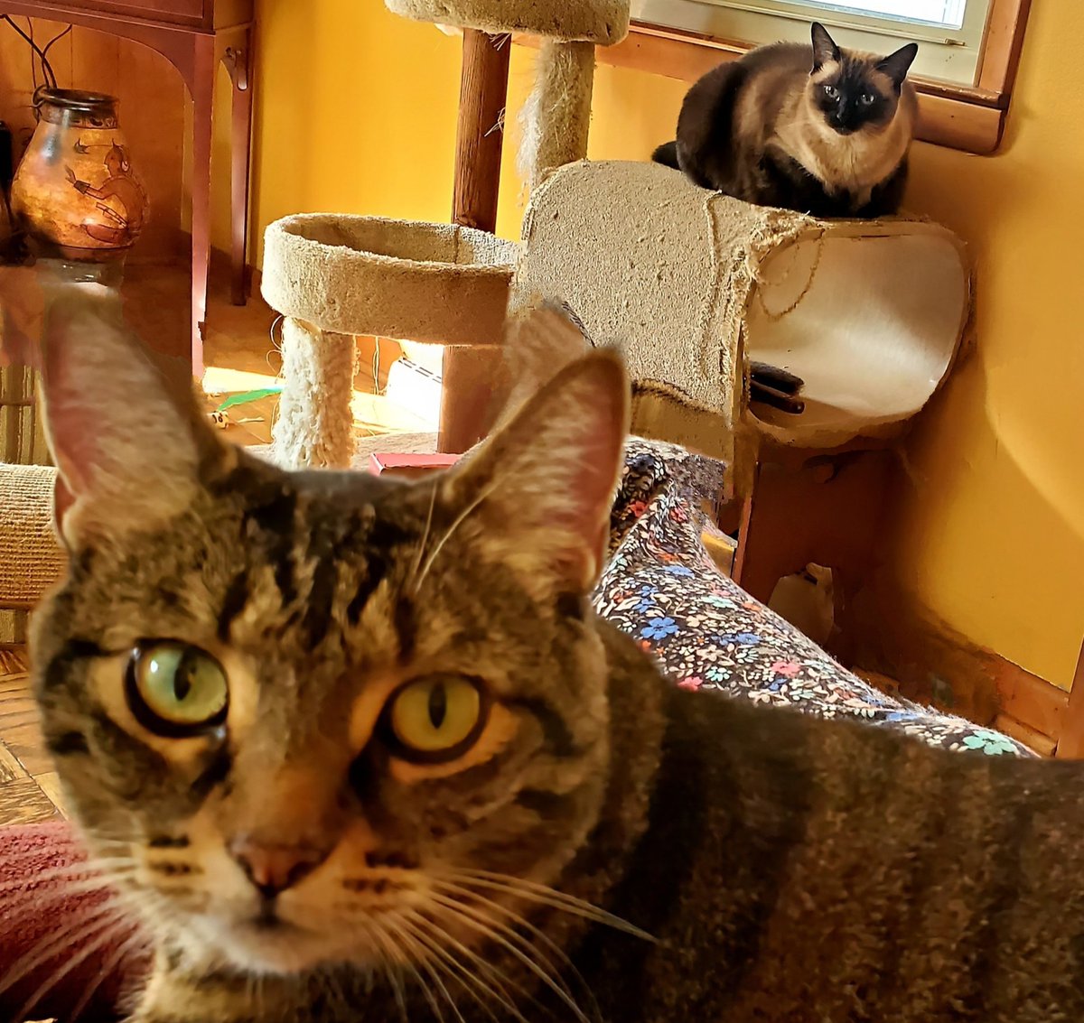 Tiger knows she's in trouble for hogging mommy's lap because Lola's giving her the stink-eye and is ready to rumble